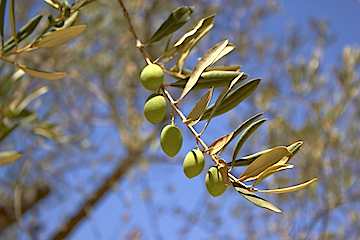 Olivenzweig mit Früchten Kopie
